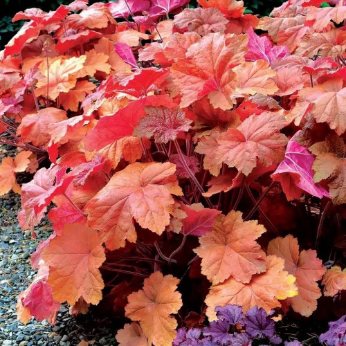 Гейхера Саузен Комфорт (1-2 точки роста) Листья гейхеры Southern Comfort крупные, розово-персикового цвета весной, которые к осени меняют свой цвет на янтарно-медовый. 