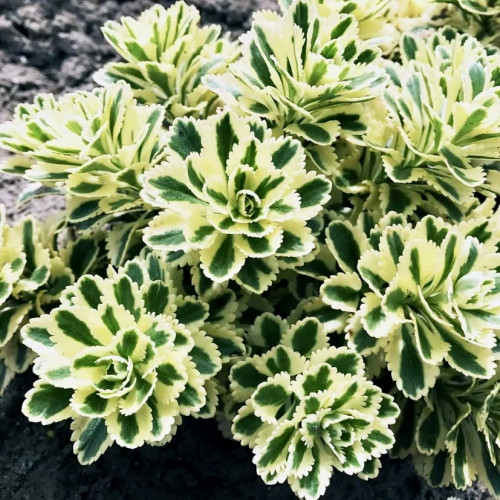 Очиток (седум) Атлантис Очиток (седум) Атлантис выглядит как почвопокровное растение. У данной разновидности обратноланцетные зеленые листья с кремовыми краями. Окраска соцветий, которые появляются летом, – желтая.