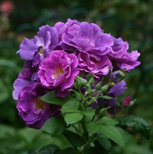 Роза флорибунда Голубая рапсодия Форма цветков изменяется в процессе цветения от конического бутона до плоскочашевидной. Рапсодия удивляет сочетанием пурпурно-фиолетовых лепестков с белой открытой серединкой и золотисто-желтыми тычинками. 