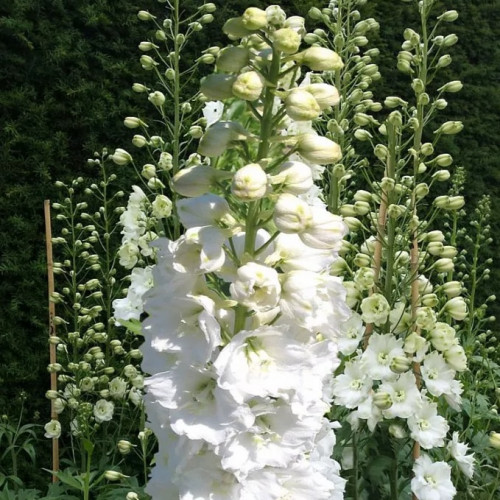 Дельфиниум Галахед Полумахровые цветки чисто-белого цвета собраны в гигантские кисти.