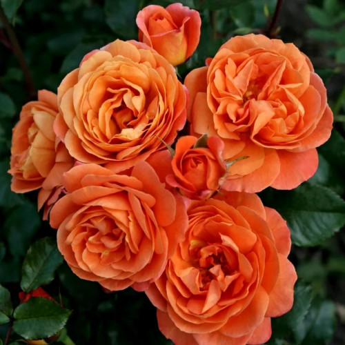 Роза флорибунда Феникс Цветок насыщенно-оранжевый, диаметром 8 см, форма классическая, густомахровая, розетковидная, аромат легкий.