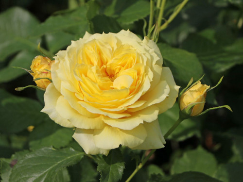 Роза флорибунда Чайна Герл Высота куста ~ 60-90 см, а ширина розы 50 см.