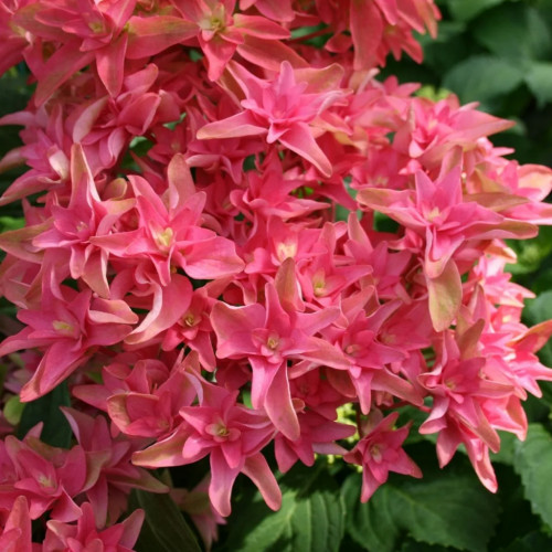 Гортензия Принцесса Диана Цветы состоят из множества слоев, а многие лепестки окрашены в ярко-розовый цвет.