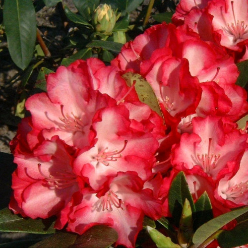 Рододендрон Энн Линдси Рододендрон (Rhododendron) – великолепное растение с длительным периодом цветения. Культура относится к цветущим листопадным или вечнозеленым кустарникам семейства вересковых. Ветви растения могут иметь гладкую кору или опушение. Кожистые, темно-зеленые небольшие листья яйцевидной формы иногда имеют опушение. Цветы колокольчатой формы, воронкообразные, простые и махровые.