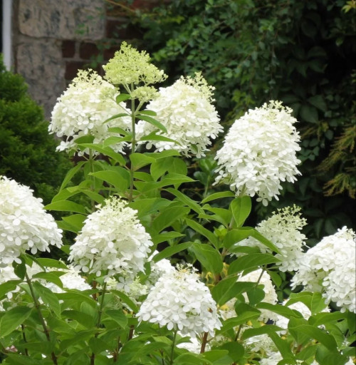 Гортензия метельчатая Вайт Лайт Гортензия метельчатая "Whitelight" является одним из первых настоящих сортов патио гортензий. Компактное растение легко растет, хорошо разветвляется и имеет темно-зеленые листья, которые хороши с белыми цветами.