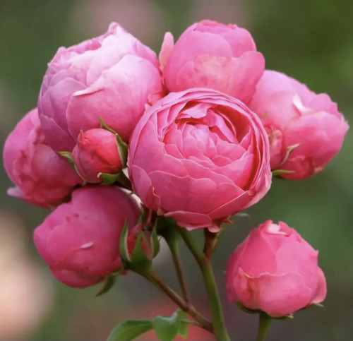 Роза флорибунда Помпонелла Роза «Pomponella» сильнорослая клумбовая роза, обильноцветущая, очень устойчивая к заболеваниям, с цветками, напоминающими помпоны в стиле старинных роз. 
