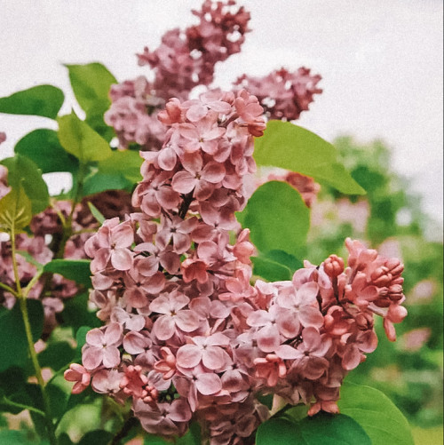 Сирень Мулатка Цветки пурпурно-лиловые, с шоколадными тонами, в процессе цветения изменяются до лиловых, крупные, диаметром 2-2,5 см.
