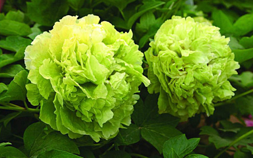 Древовидный пион Зелёные Бобы Высота растения от 90 до 200 см, окраска цветков светло-зелёный, размер цветка 17-20 см.