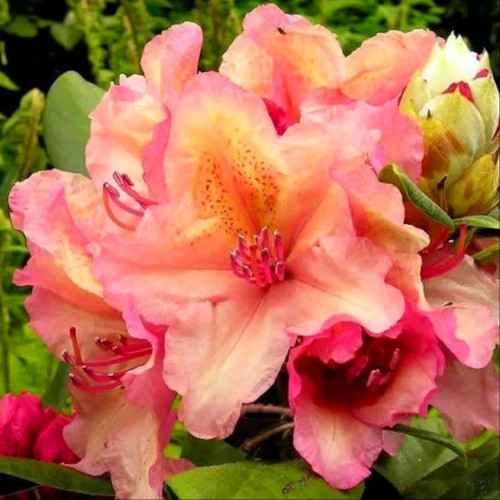 Рододендрон Бразилия Рододендрон (Rhododendron) – великолепное растение с длительным периодом цветения. Культура относится к цветущим листопадным или вечнозеленым кустарникам семейства вересковых. Ветви растения могут иметь гладкую кору или опушение. Кожистые, темно-зеленые небольшие листья яйцевидной формы иногда имеют опушение. Цветы колокольчатой формы, воронкообразные, простые и махровые.