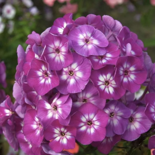 Флокс Успех Метельчатый флокс «Успех» — красивый фиолетовый цветок, обладающий приятным стойким ароматом. Сорт отлично подходит для выращивания в цветниках и групповых посадках.