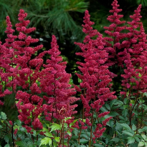 ​Астильба Бургунди Ред Соцветия из мелких насыщенно-бордово-красных цветков.