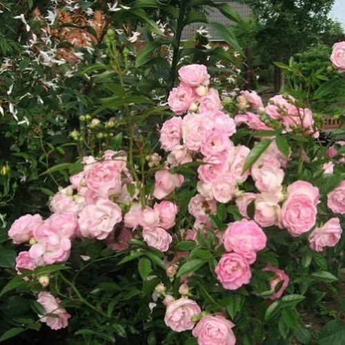 Роза полиантовая Пинк Морсдаг Роза Морсдаг (Morsdag) — это миниатюрный махровый цветок с ярким насыщенным окрасом из группы почвопокровные. Сорт был выведен в 1949 г. в Голландии. Включает три разновидности, которые отличаются между собой только по цвету.