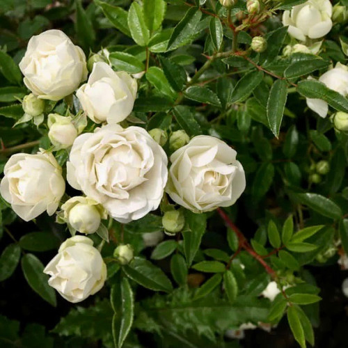 Роза полиантовая Уайт Морсдаг Роза Морсдаг (Morsdag) — это миниатюрный махровый цветок с ярким насыщенным окрасом из группы почвопокровные. Сорт был выведен в 1949 г. в Голландии. Включает три разновидности, которые отличаются между собой только по цвету.