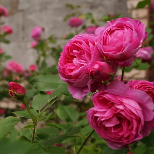 Роза парковая Луис Одьер Роза Луис Одьер – это высокорослый куст, который имеет пионовидные бутоны обычно розового цвета. В период цветения это растение благоухает приятным сладковатым ароматом. Роза станет отличным украшением сада или дачного участка.