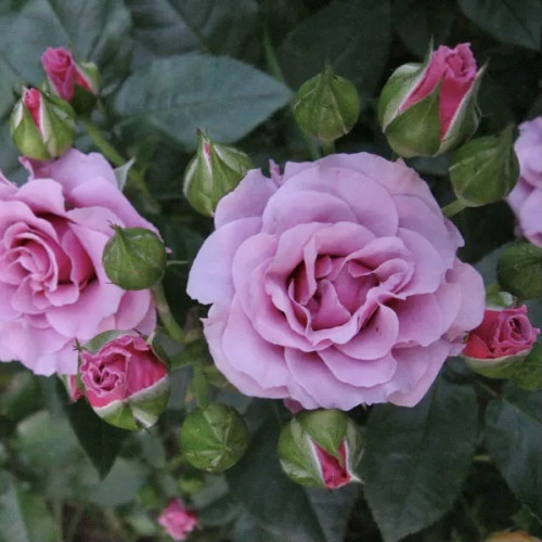 Роза спрей Санта Барбара Роза «Santa Barbara» состоит из мелких цветков на одной веточке, что напоминает брызги. От 5 до 30 цветков размером 3-5 см. Окрас цветка розово-лилового цвета, с волнообразным лепестком собраны в соцветия - букеты. 