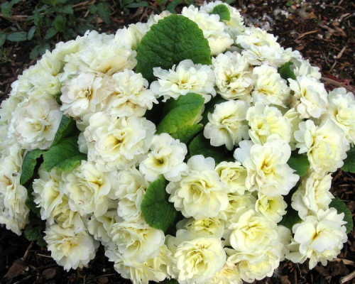 Примула Belarina Cream (Беларина Крем) 