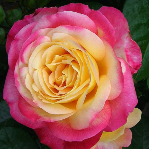 Роза чайно-гибридная Пульман Ориент Экспресс Роза радует обильным и пышным цветением. Утонченный внешний вид кустов идеально впишется в любой ландшафтный дизайн. Роза с шипами. Цветок не подвержен заболеваниям и воздействию вредителей. Уход за кустами отличается простотой, что является несомненным преимуществом.