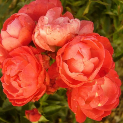 Роза полиантовая Оранж Морсдаг Роза Морсдаг (Morsdag) — это миниатюрный махровый цветок с ярким насыщенным окрасом из группы почвопокровные. Сорт был выведен в 1949 г. в Голландии. Включает три разновидности, которые отличаются между собой только по цвету.
