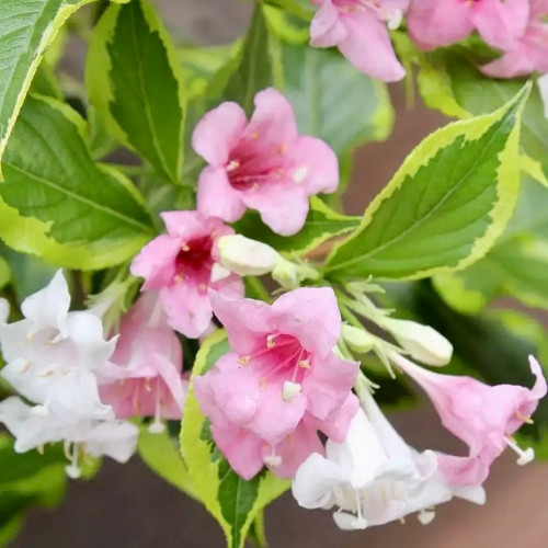 Вейгела Нана Вариегата «Nana Variegata» - многолетний густой кустарник. Обладает оригинальной окраской листвы и красивыми цветами от белых до розовых оттенков. 