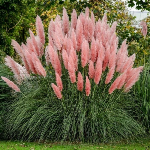 Пампасная трава Пинк Фезер Pink Feather многолетнее растение, достигающее 200-300 см высоты, образующее плотные, крупные кусты. Цветет с августа по октябрь, очень красива, благодаря крупным шелковистым розовым метелкам, состоящим из мелких колосков. Теплолюбива.