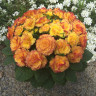 Примула Belarina Rosette Nectarine (Беларина Розетте Нектарин) - Примула Belarina Rosette Nectarine (Беларина Розетте Нектарин)