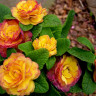 Примула Belarina Rosette Nectarine (Беларина Розетте Нектарин) - Примула Belarina Rosette Nectarine (Беларина Розетте Нектарин)