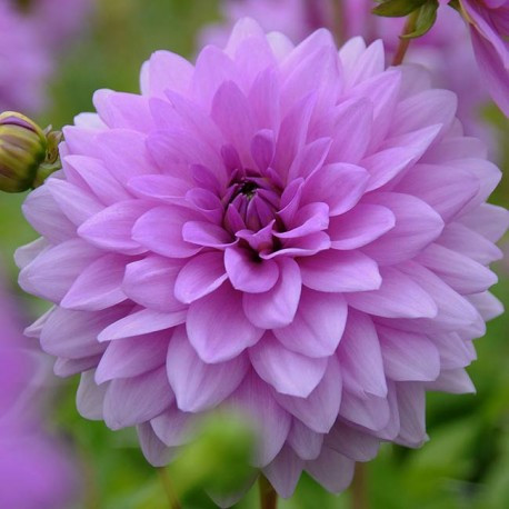 Георгин декоративный Блу Бой В саду этот великолепный махровый цветок не останется незамеченным за счет великолепного лилового оттенка и заостренных кончиков. 
