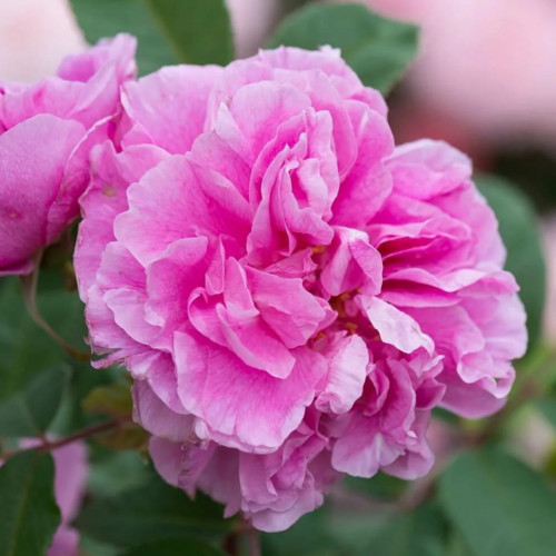Роза парковая Тереза Багнет Саженцы розы "Тереза Багнет" способны вырасти в куст двухметровой высоты. Это величественное растение по праву займет центральное место в садовой композиции.
