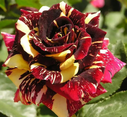 Роза спрей Абракадабра Наиболее оригинальным и необычным по расцветке распускающихся бутонов является роза «Abracadabra», необычная пестрая окраска цветка сразу привлекает к себе внимание.