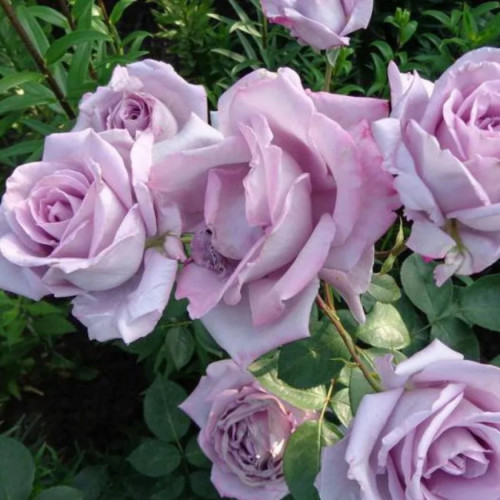 Роза плетистая Клайминг Си-си Розы «Клайминг» относятся к группе плетистых роз, они появились благодаря соматическим изменениям в почковых тканях. Кустарники характеризуются мощностью роста и поздним периодом плодоношения.
