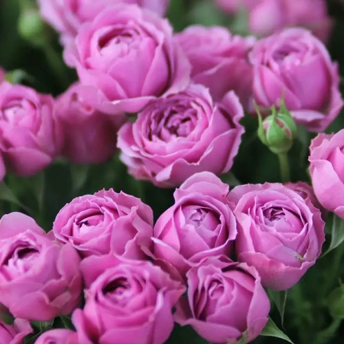 Роза спрей Мисти Баблс Роза «Misty Bubbles» стала «жемчужиной» среди всего ряда кустовых спрей роз. 