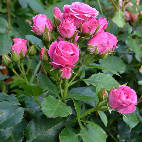 Роза спрей Лавли Лидия Форма розы «Lovely Lydia» прямостоячая, компактная. Хорошо облиственный куст без шипов. 