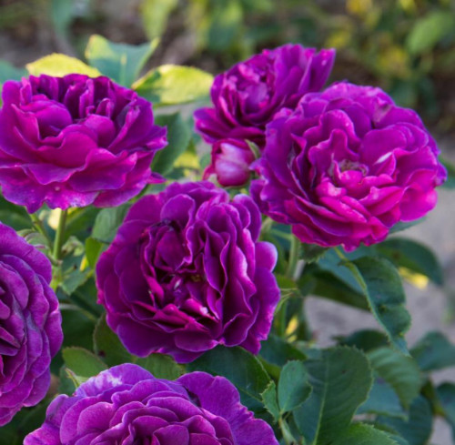 Роза флорибунда Минерва Флорибунда – одна из самых популярных групп садовых роз. Главные достоинства – продолжительное цветение, обилие окрасок и ароматов, неприхотливость, высокая зимостойкость.