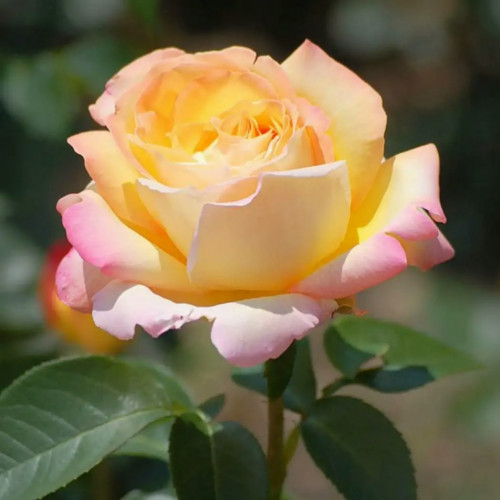 Роза чайно-гибридная Глория Дей Чайно-гибридная роза Глория Дей заслуженно имеет титул самой популярной розы XX столетия. Выведенный ещё до войны сорт даёт крупные цветки уникального жёлто-розового окраса, которые меняют цвет в зависимости от условий произрастания. Несложная в выращивания.