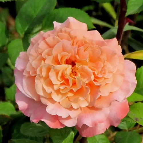 Роза чайно-гибридная Августа Луиза Сорт «Augusta Luise» очень обильно цветущий с огромными густомахровыми цветками. Они отличаются интересной переливающейся окраской, сочетающей в себе оттенки шампанского, персикового и розоватого цветов, которые изменяются в зависимости от погоды.