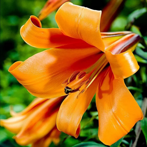 Лилия трубчатая Африкан Квин «African Queen» невероятно красивый сорт с очень крупными оранжево-желтыми цветками. 