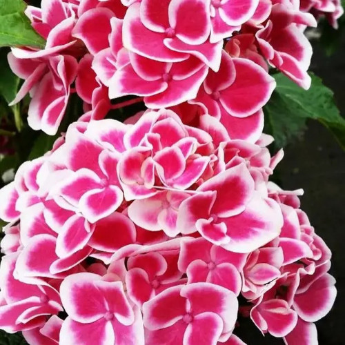 Гортензия крупнолистная Камилла Цветки Camilla розово-красного или фиолетово-розового цвета, в зависимости от кислотности. Каждое соцветие окаймлено чисто белым кантом.
