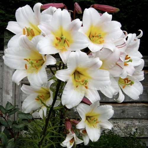 Лилия трубчатая Вайт Планет Лилия «White Planet» хит продаж!!! Высота растений 150 см, окраска цветка белая, центр и пыльники темно-желтые. 