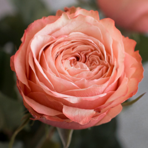 Роза чайно-гибридная Кахала Сорт «Kahala» пионовидная роза, лепестки цветка персикового цвета. Роза Кохала после того, как срезана, недолго сохраняет свежесть. 