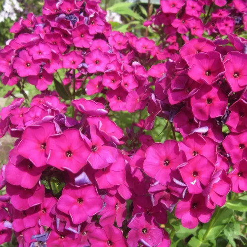Флокс Рейвинг Бьюти Флокс Raving Beauty очень нарядный яркий сорт. Цветки диаметром 3 см, пурпурные с красным глазком.