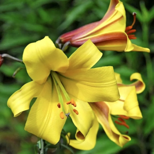 Лилия трубчатая Голден Сплендор «Golden Splendour» лилия отличающаяся большим размером цветков , чаще всего их лепестки направлены в стороны, имеют желтый окрас и сильный приятный аромат. 