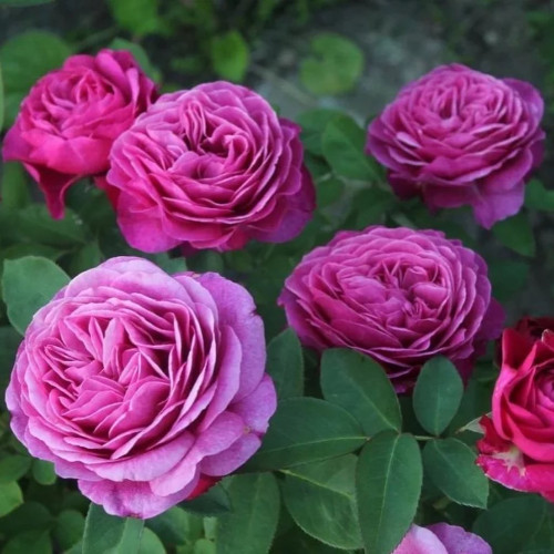 Роза чайно-гибридная Клод Брассер Бутоны выглядят необычно, благодаря редкому фиолетовому цвету окраса и плотному набитие лепестков. Клод Брассер – роскошная роза с приятным, интенсивным ароматом. Крупные бокаловидные бутоны окрашены в нежный лавандовой цвет, бывают более яркие фиолетовые экземпляры.