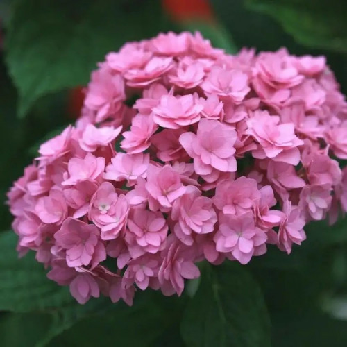 Гортензия крупнолистная Ю энд Ми Тугезе Окраска цветков You & Me Together переходит от светло-зелёной к фиолетовой или розовой в зависимости от кислотности почвы. 