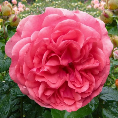 Роза Розариум Ютерсен Диаметр цветка 10-12 см.