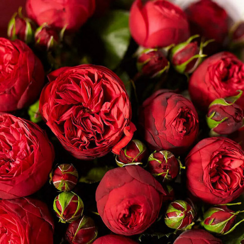 Роза чайно-гибридная Ред Пиано Роза «Red Piano» нравится многим садоводами и они предпочитают иметь коллекцию этого сорта. Все разновидности имеют шарообразные бутоны, которые раскрываясь превращаются в чашу, с волнистыми и бархатистыми лепестками. 
