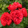 Роза чайно-гибридная Ред Пиано - Роза чайно-гибридная Ред Пиано