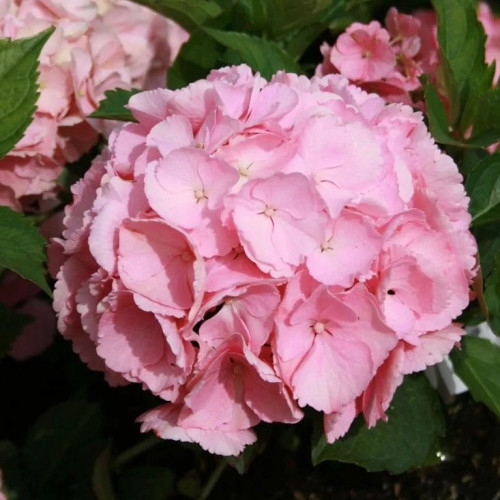 Гортензия крупнолистная Пинк Сенсейшен Куст Pink Sensation аккуратный, компактный. Соцветия многочисленные, шаровидные, среднего размера. Цветки гортензии светло-розовые. 