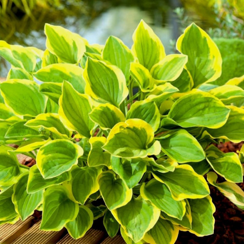Хоста Голден Тиара Листья округлые, зеленые с золотистой каймой, цветки фиолетово-голубые, очень декоративные. 