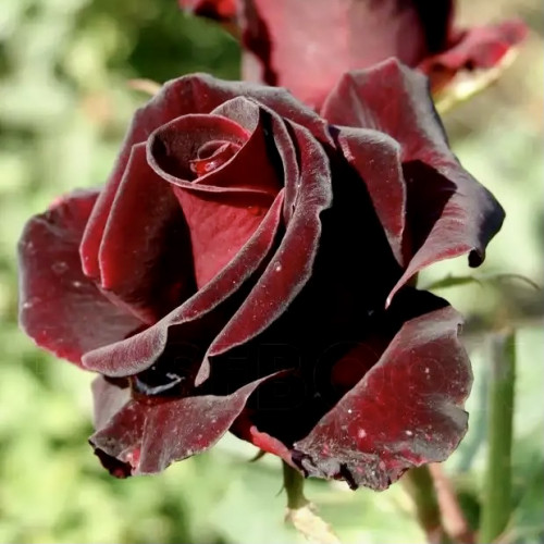 Роза чайно-гибридная Блэк Баккара «Блэк Баккара» - самая чёрная роза из всех подобных сортов. Диаметр цветка 7-8 см. Роза цветёт весь сезон с июня по август, в благоприятных условиях может завести три раза за лето с перерывами.