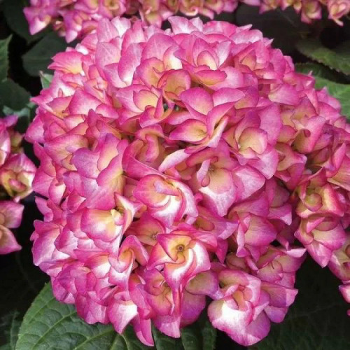 Гортензия крупнолистная Графиня Козель Гортензия Grafin Cosel с нежно-розовыми цветками, оправленными в яркую пурпурную кайму, куст может радовать не только красотой, но и ароматом в вашем саду. 